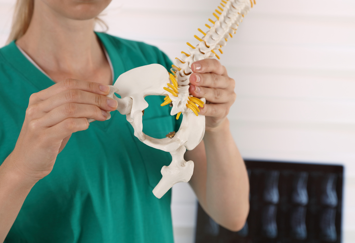 Hip joint pain. Doctor physiotherapist holding human spine model