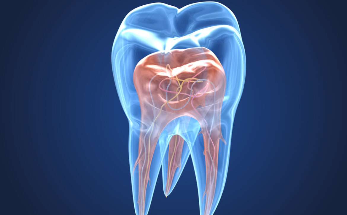 Transparent teeth. 3d renderings of endodontics inner structure