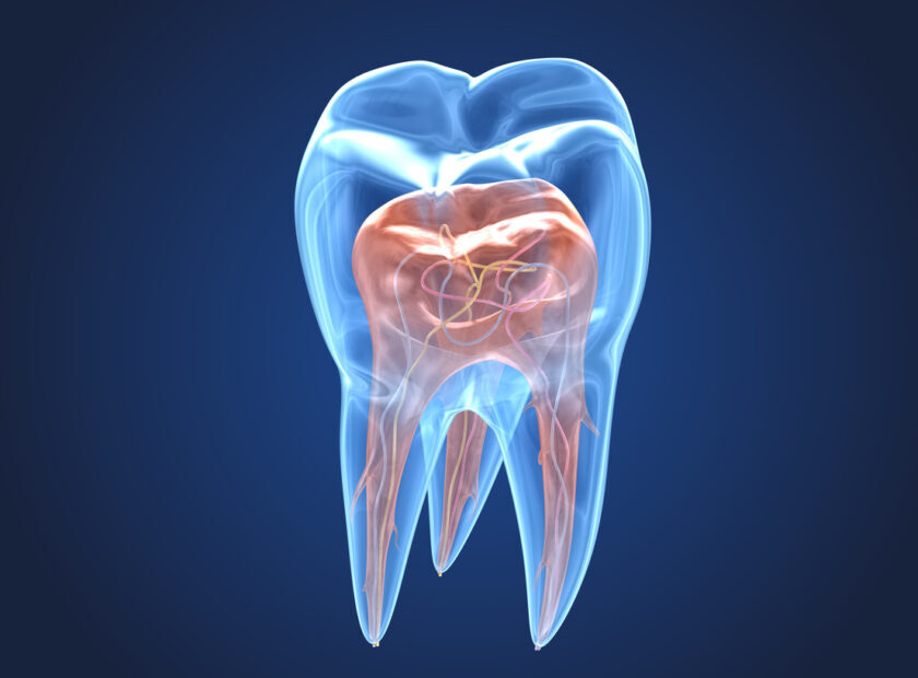 Transparent teeth. 3d renderings of endodontics inner structure