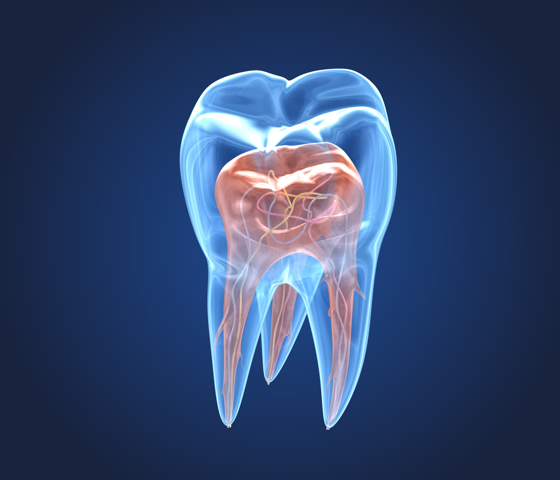 Transparent teeth. 3d renderings of endodontics inner structure